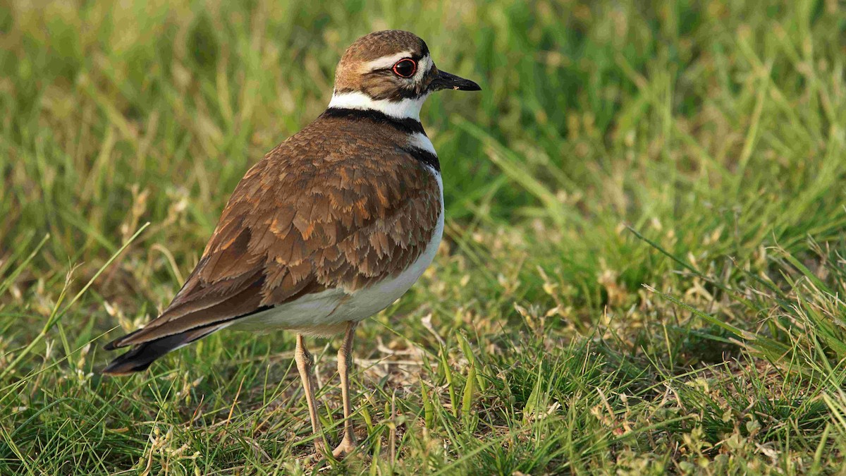 Killdeer - ML617715073