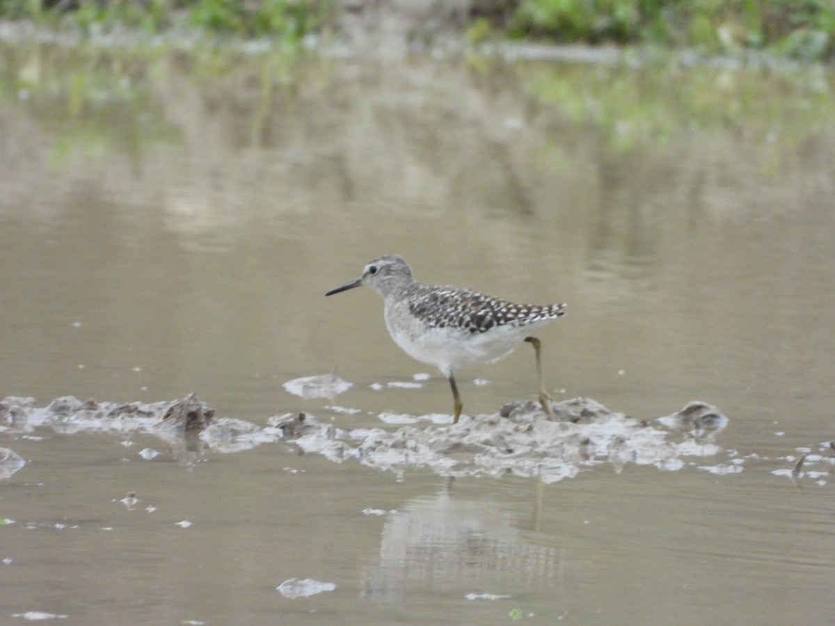 Wood Sandpiper - 白 杨