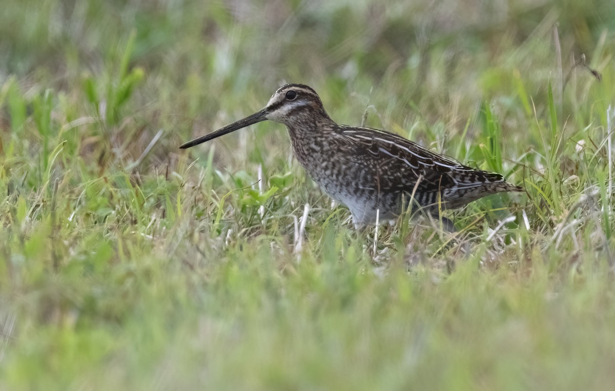 Wilson's Snipe - ML617715113