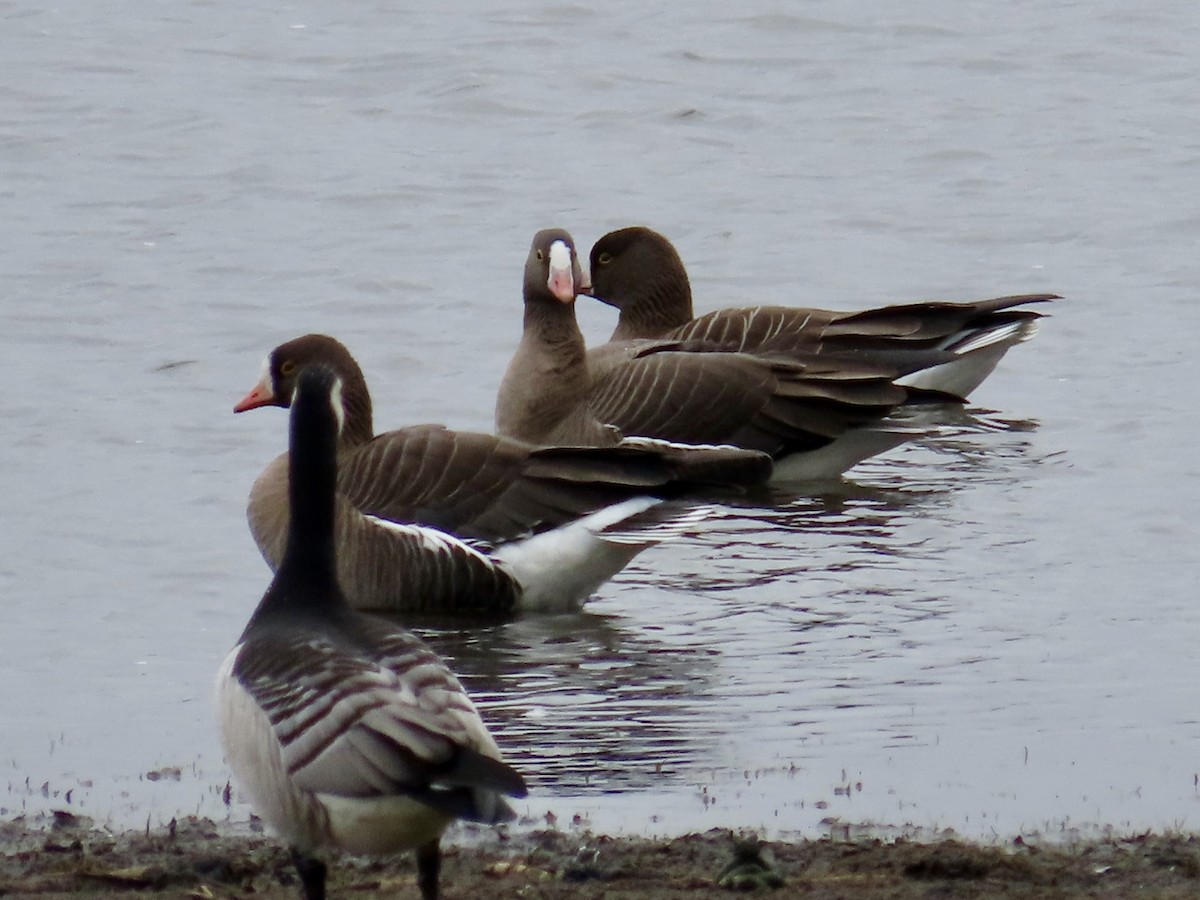 Lesser White-fronted Goose - Henrik Virking