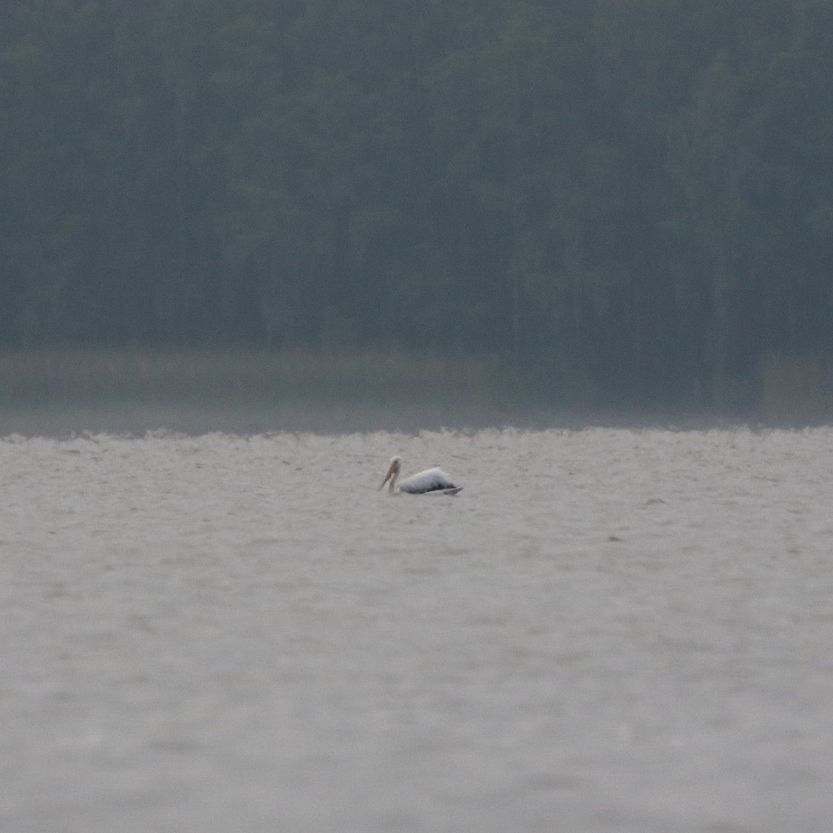 American White Pelican - ML617715136