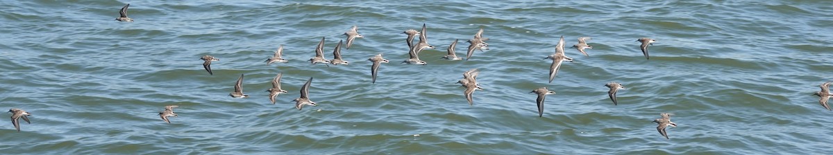 Bergstrandläufer - ML617715137