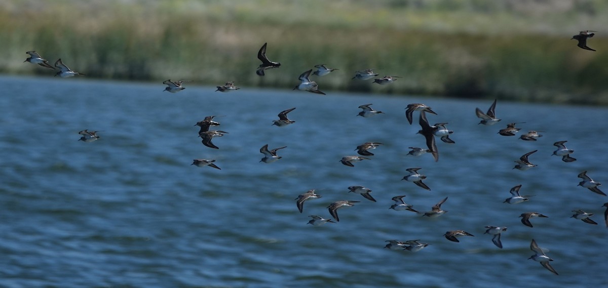 Least Sandpiper - Brad Rumble