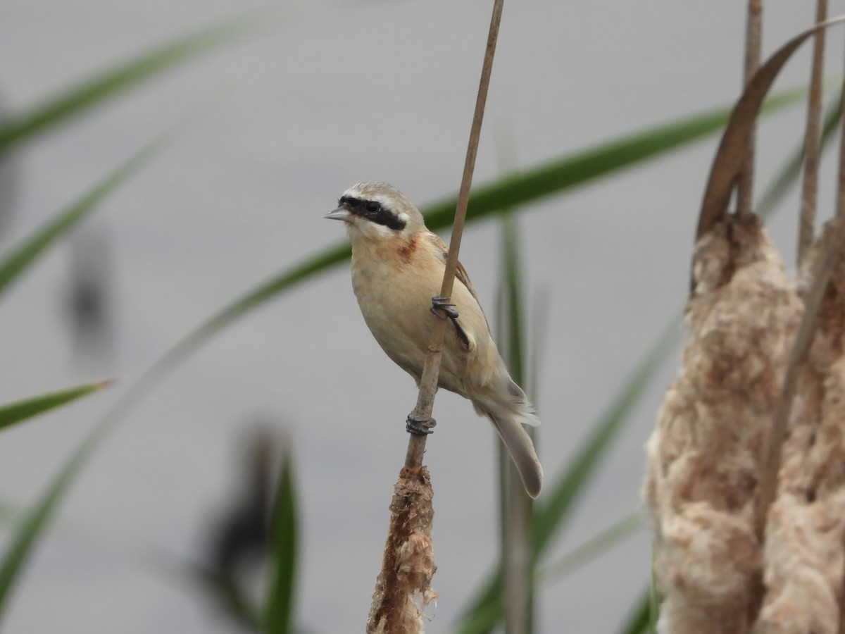 Chinese Penduline-Tit - ML617715167