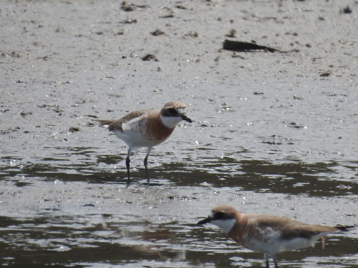 Siberian Sand-Plover - ML617715190