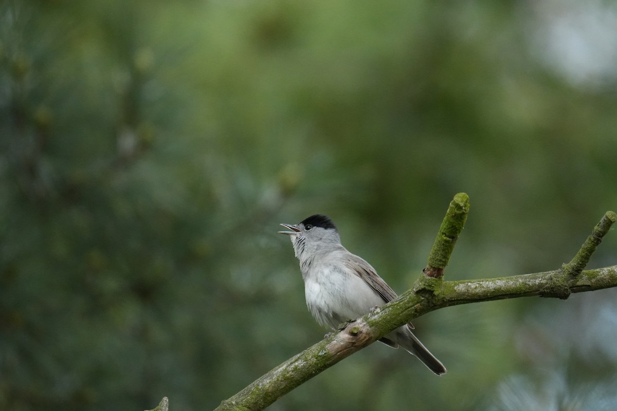 Eurasian Blackcap - ML617715203