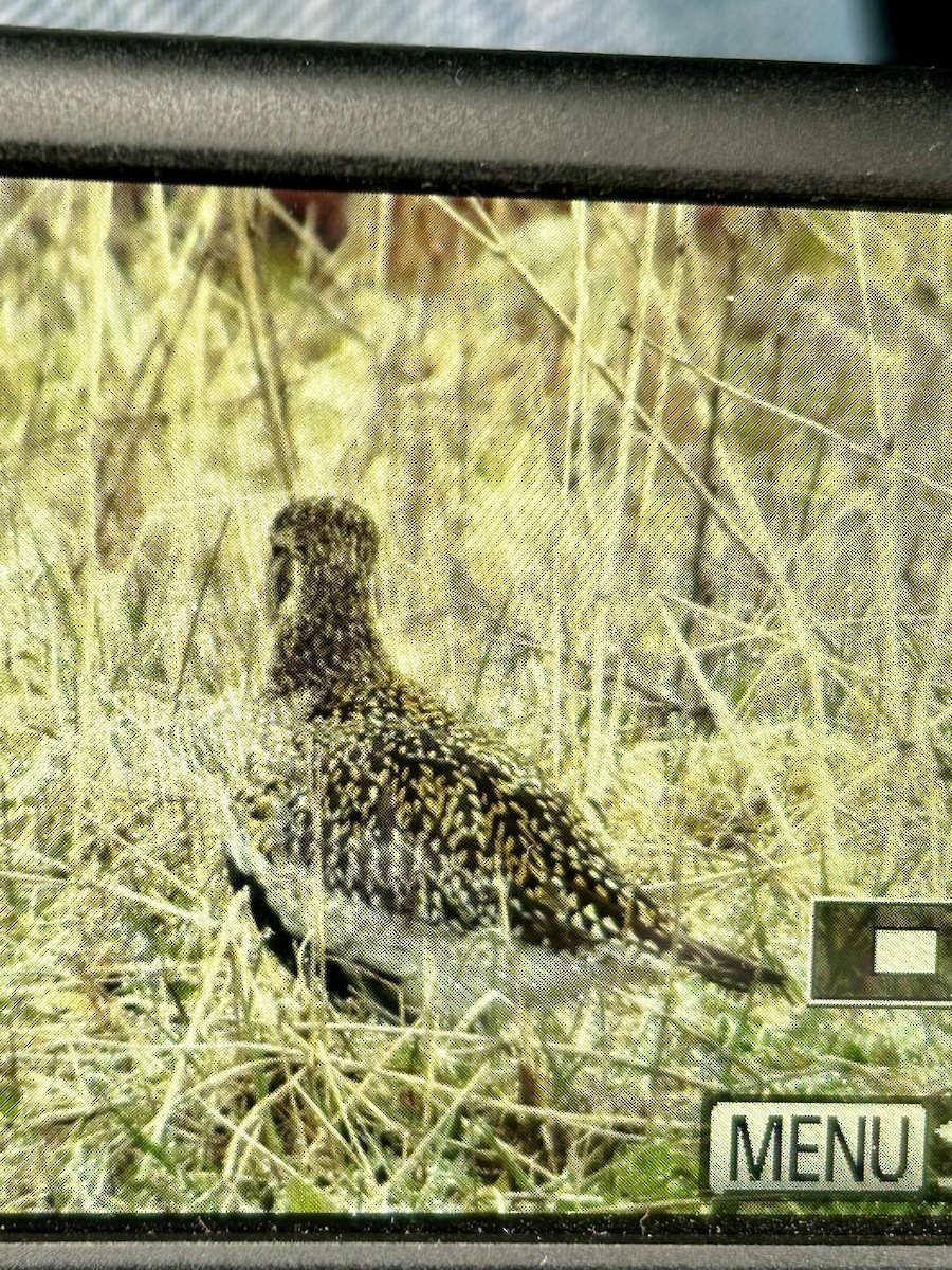 European Golden-Plover - ML617715217