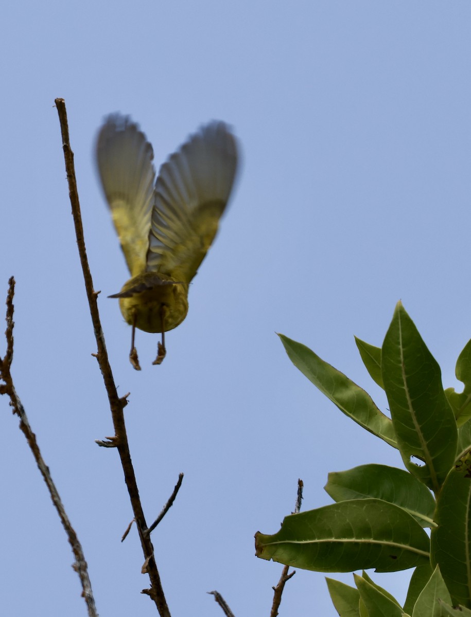 Yellow Warbler - Lisa Goodwin