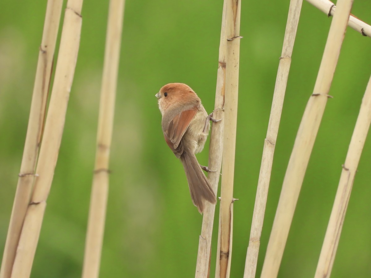 Vinous-throated Parrotbill - ML617715236