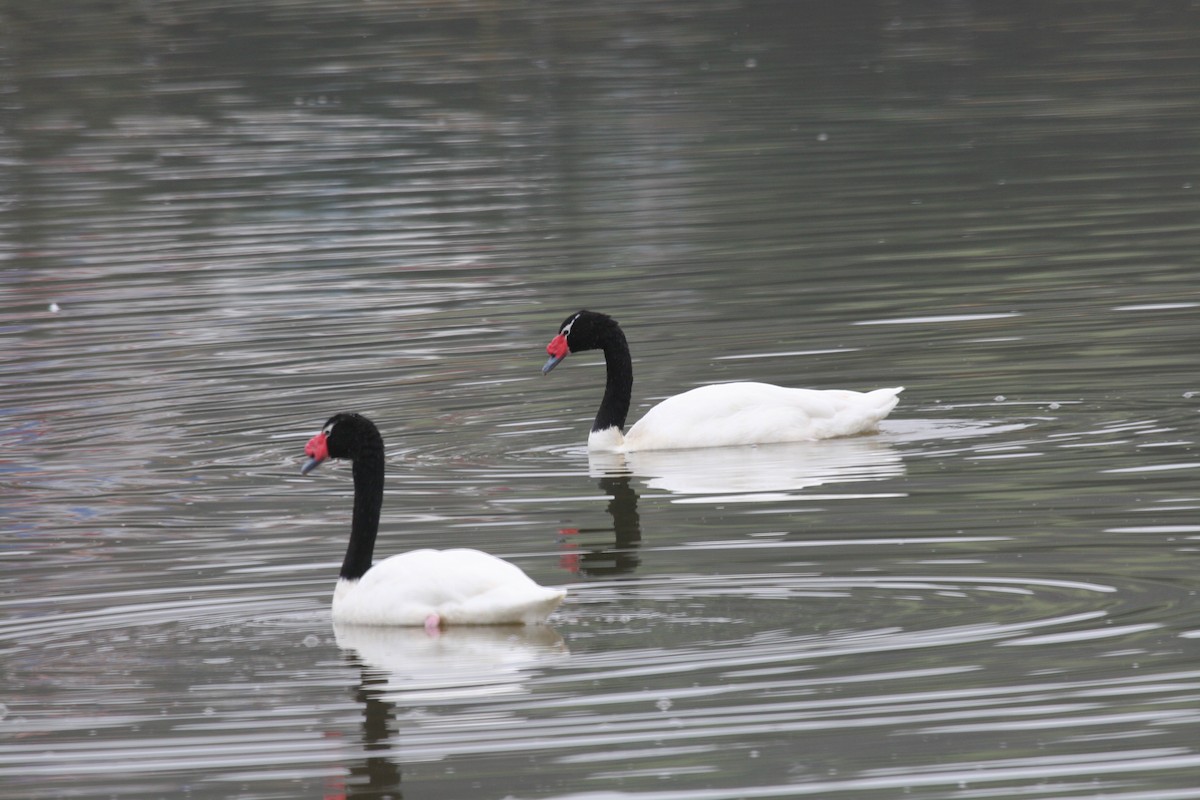 Cygne à cou noir - ML617715243