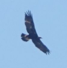 Цармын бүргэд - ML617715244