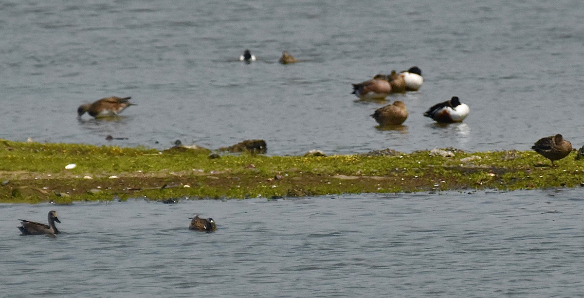 American Wigeon - ML617715269