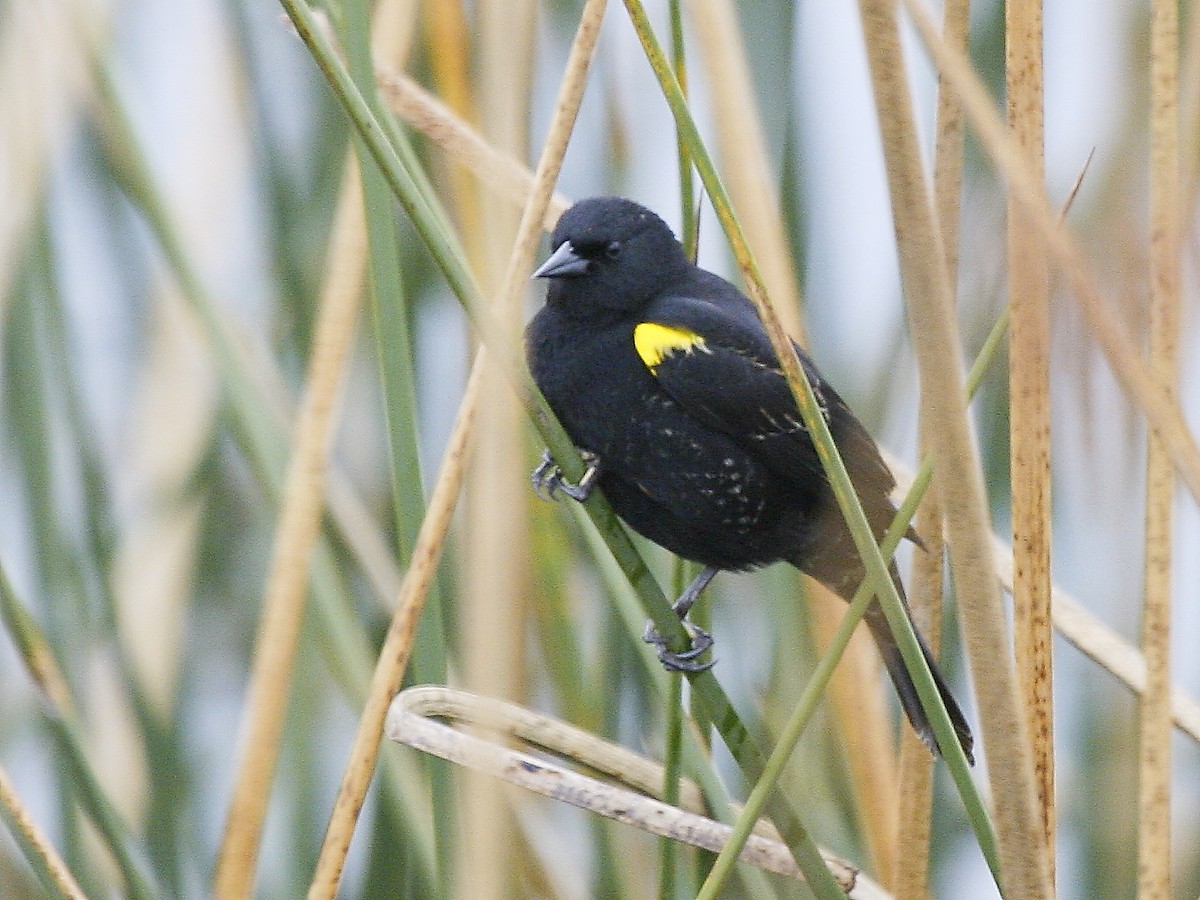 Yellow-winged Blackbird - Pio Marshall