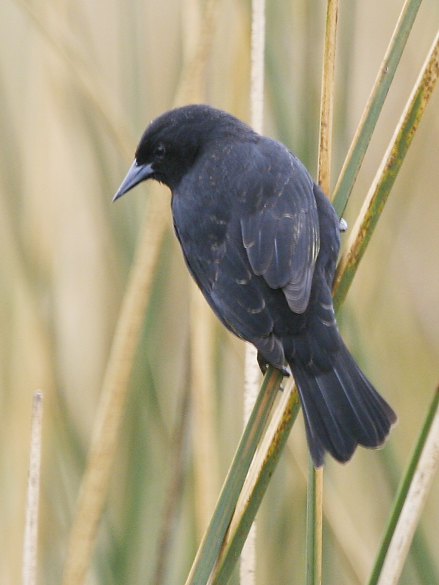 Yellow-winged Blackbird - ML617715286