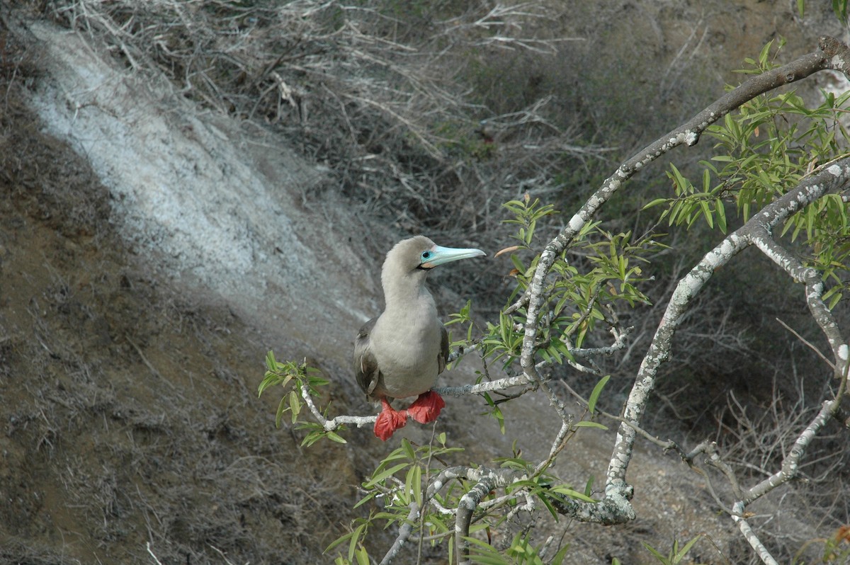 Red-footed Booby - ML617715307
