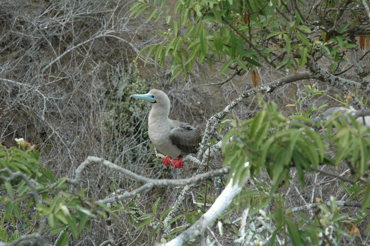 Red-footed Booby - ML617715309