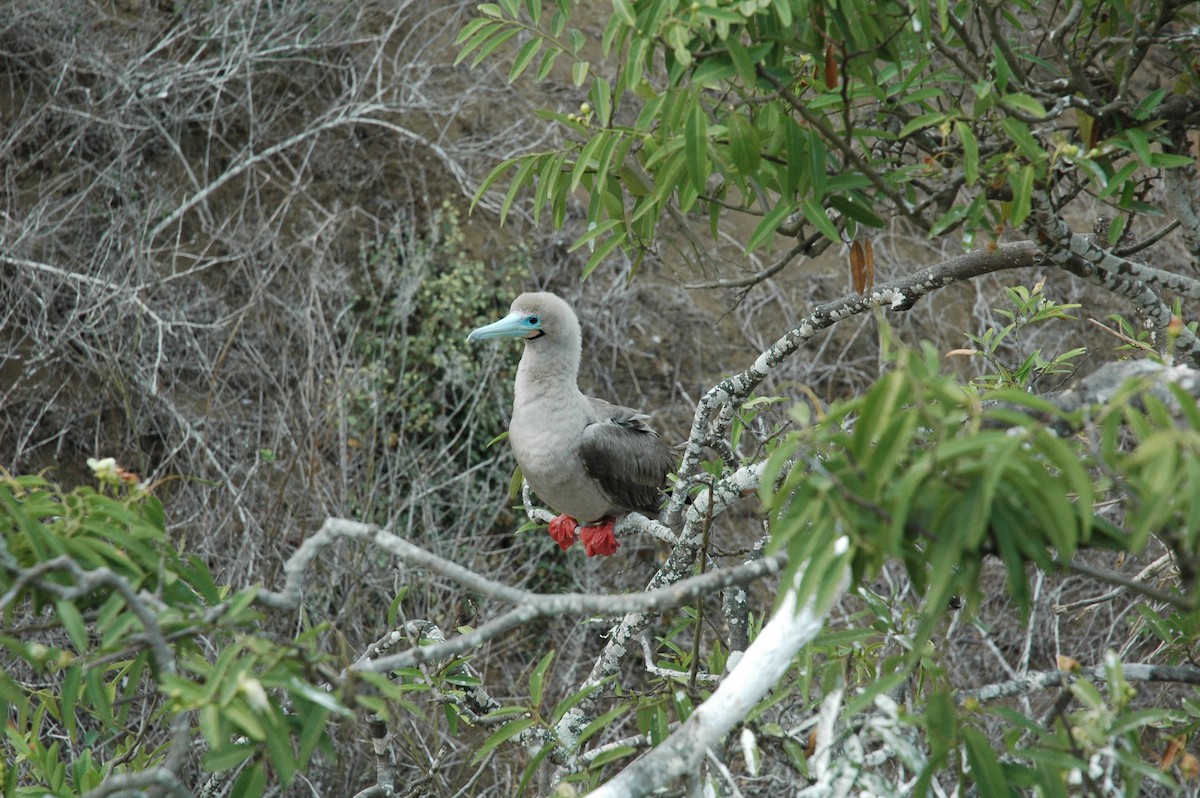 Red-footed Booby - ML617715310