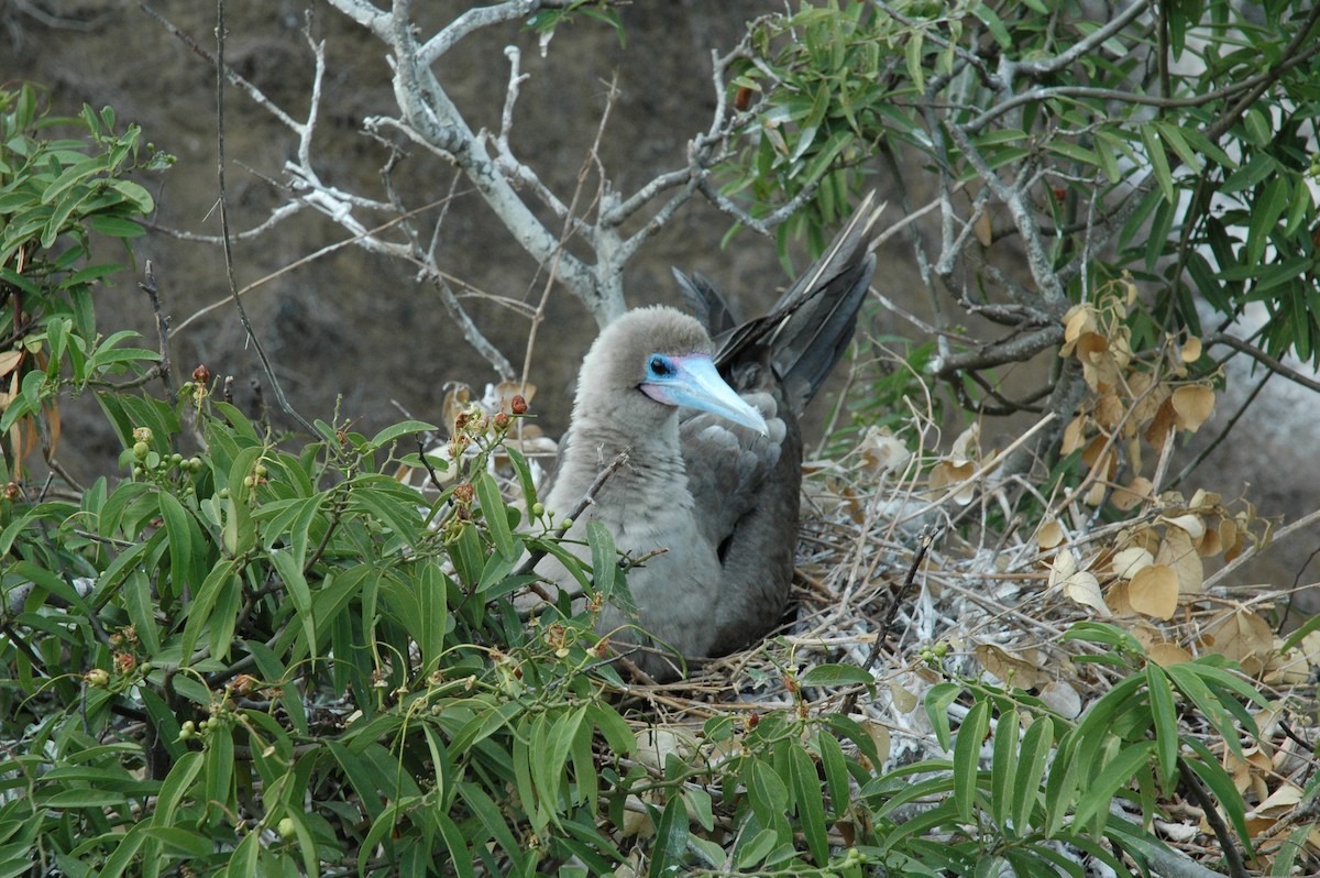 Red-footed Booby - ML617715311