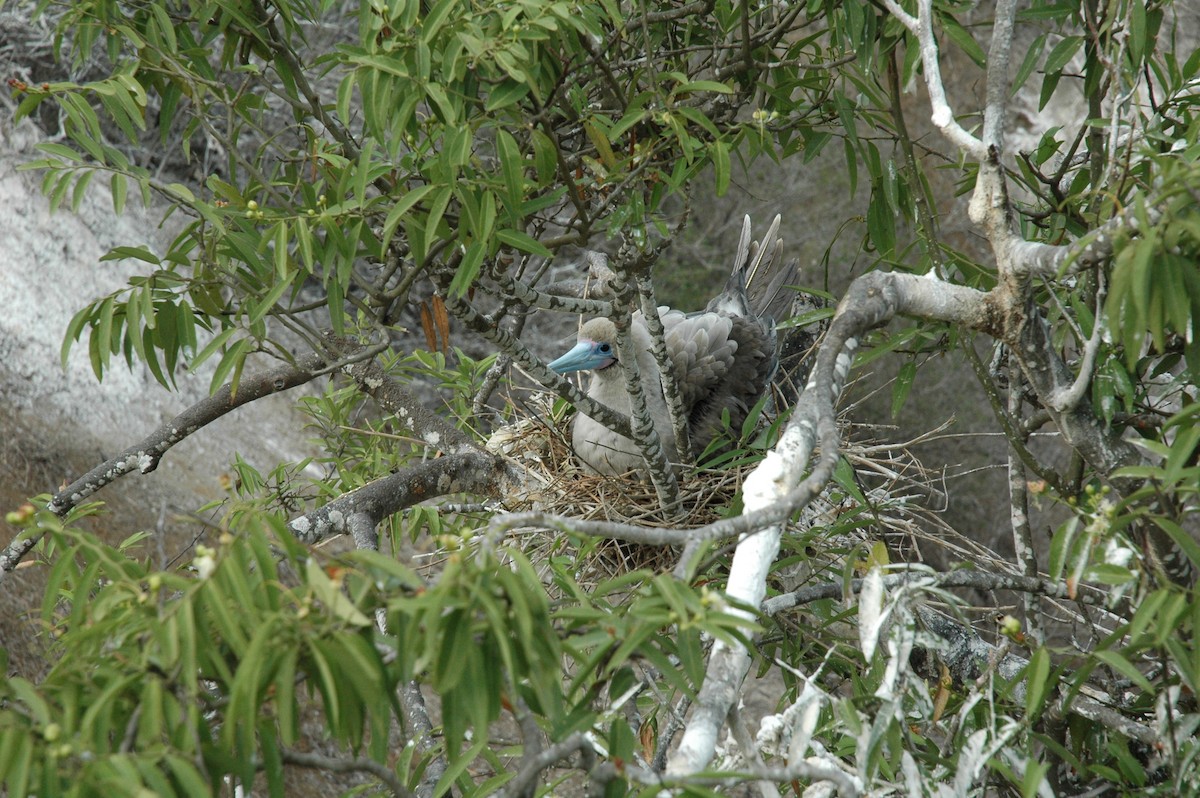 Red-footed Booby - ML617715312