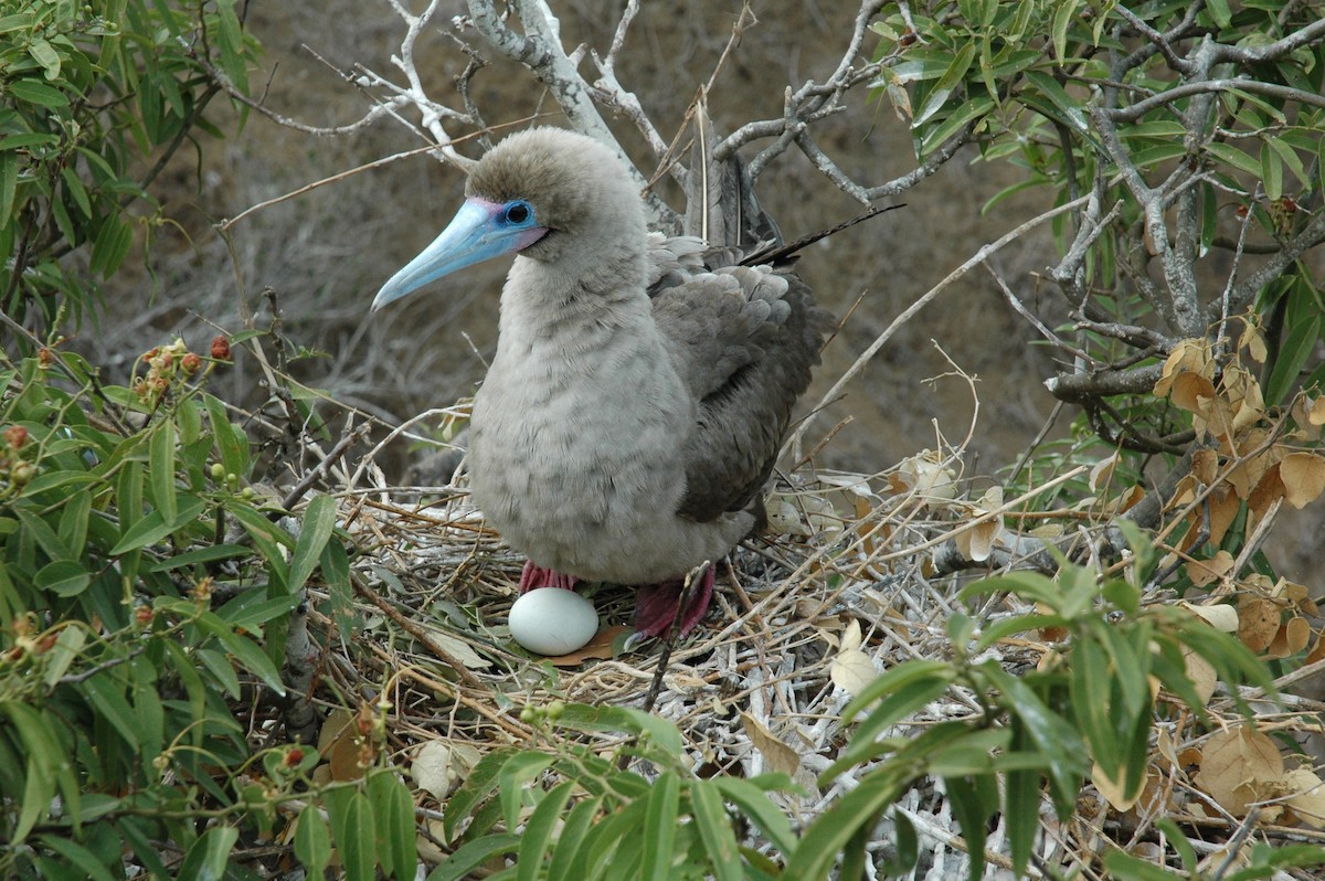 Red-footed Booby - ML617715314