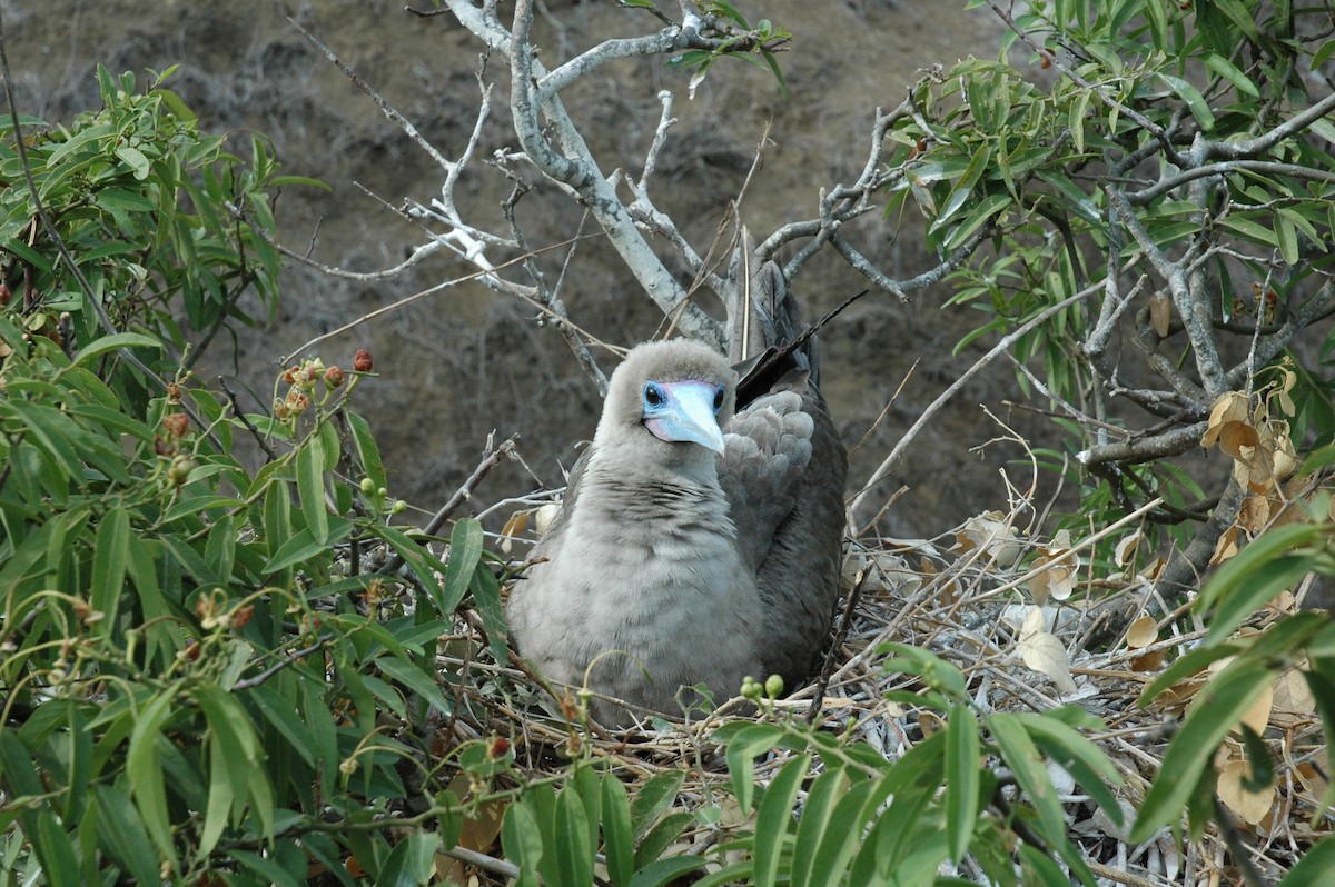 Red-footed Booby - ML617715316