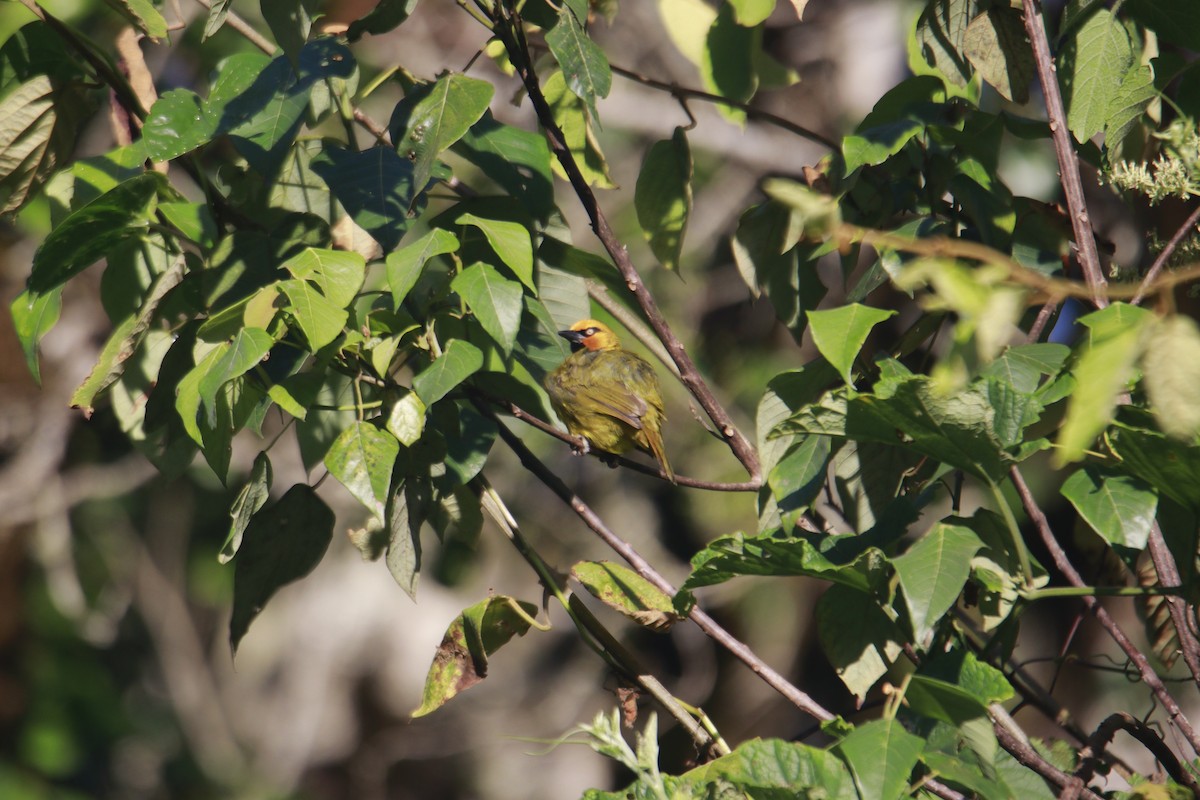 Spectacled Weaver - James Apolloh ~Freelance Tour Guide