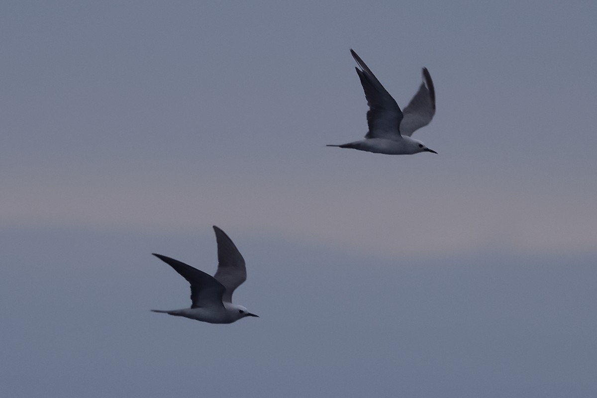 Gray Noddy - Fabio Olmos