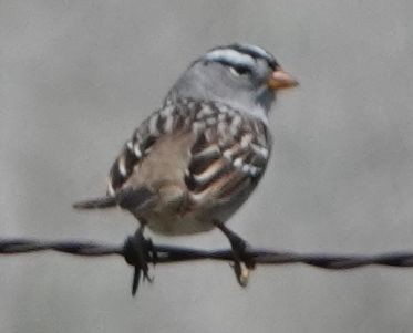 White-crowned Sparrow (Gambel's) - ML617715339