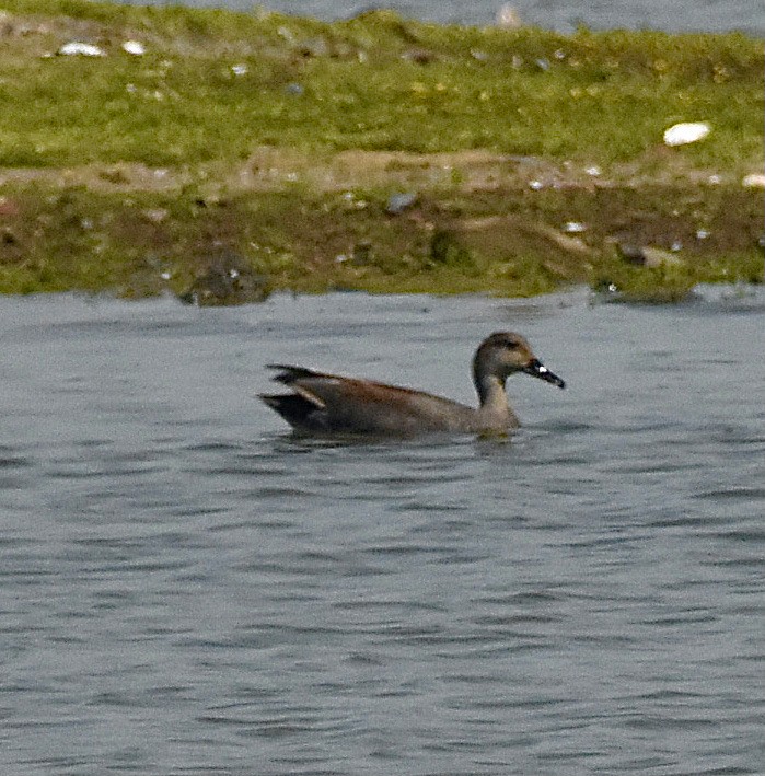 Gadwall - ML617715341