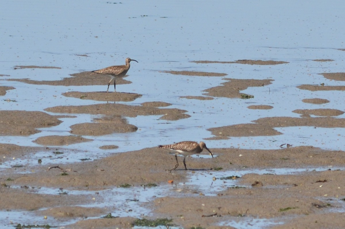 Whimbrel - ML617715353