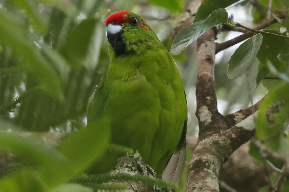 Norfolk Island Parakeet - ML617715393