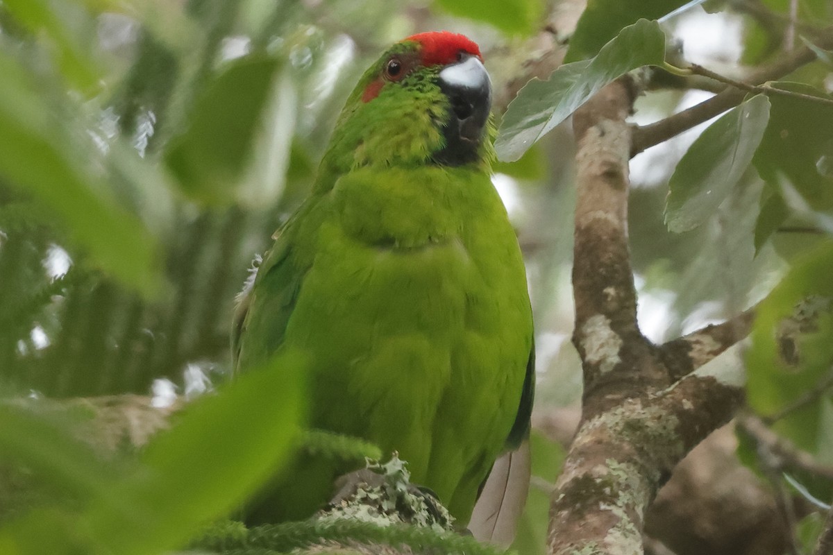 Norfolk Island Parakeet - Fabio Olmos