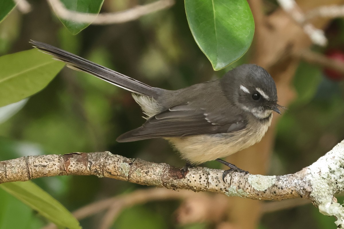 Gray Fantail - ML617715405