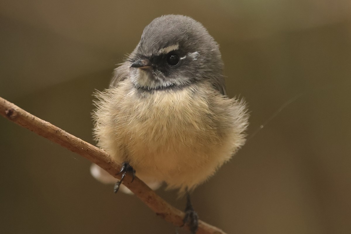 Gray Fantail - ML617715407