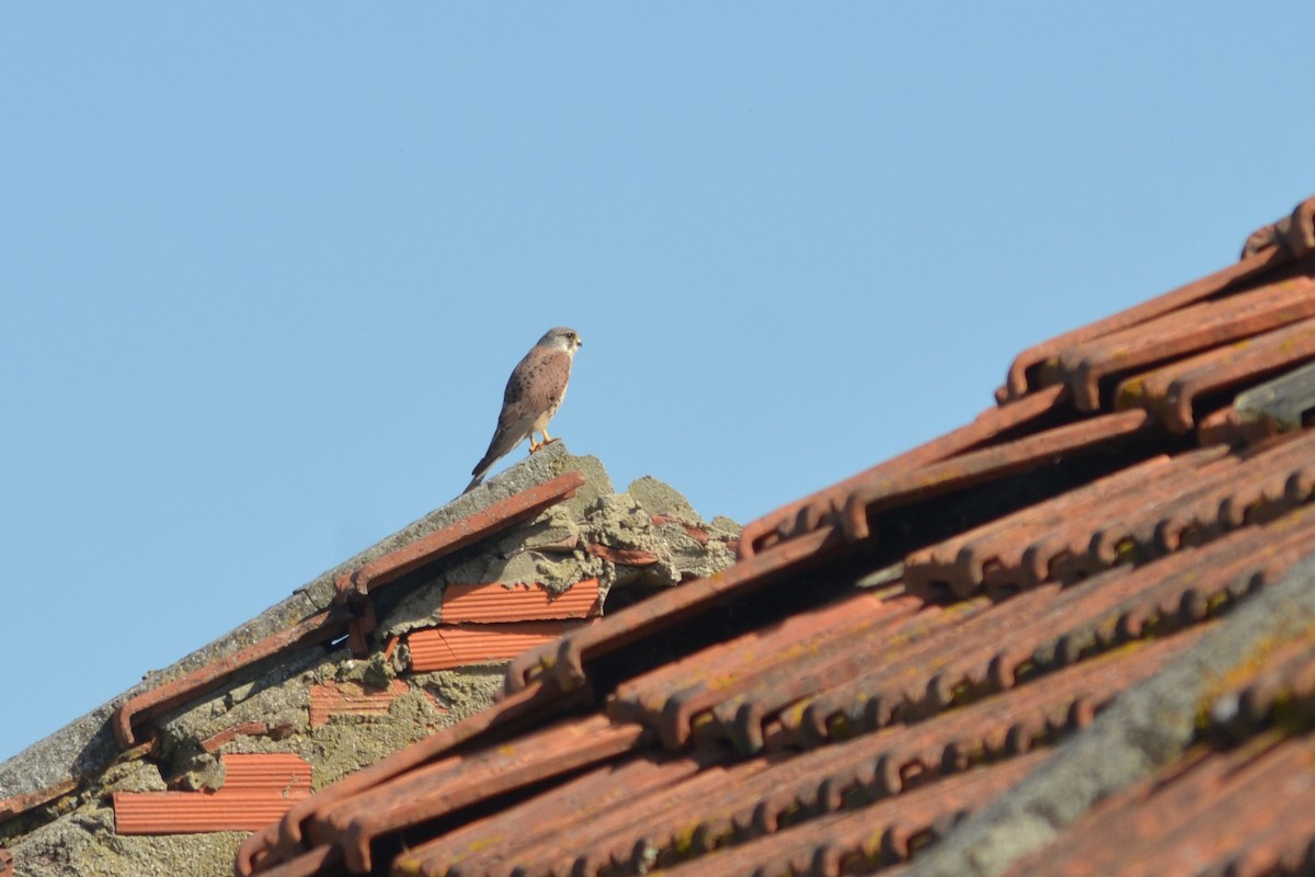 Eurasian Kestrel - ML617715441