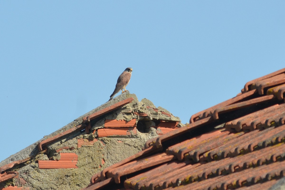 Eurasian Kestrel - Paulo  Roncon