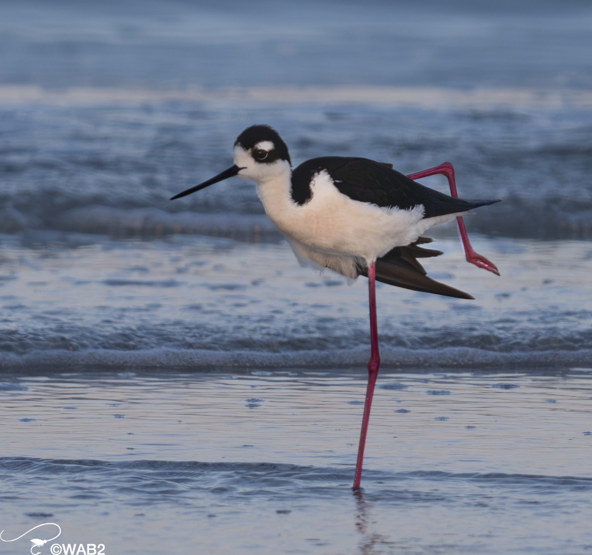 Black-necked Stilt - William Blodgett Jr.