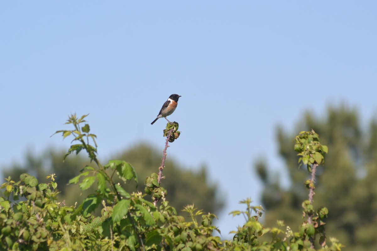 European Stonechat - Paulo  Roncon