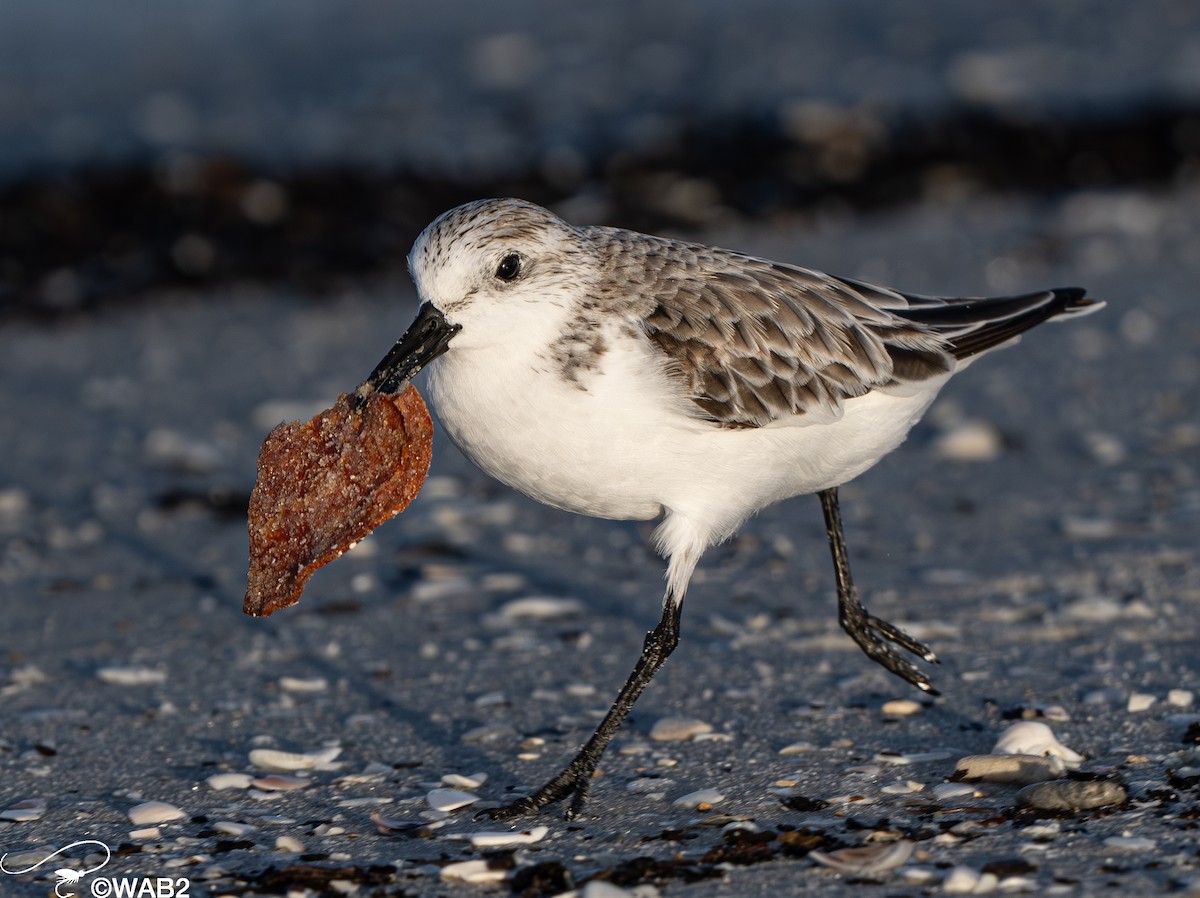 Sanderling - William Blodgett Jr.