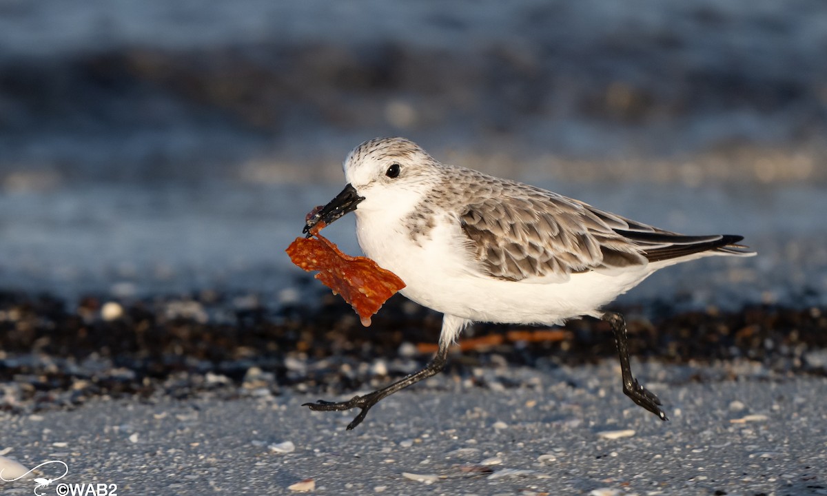 Bécasseau sanderling - ML617715493