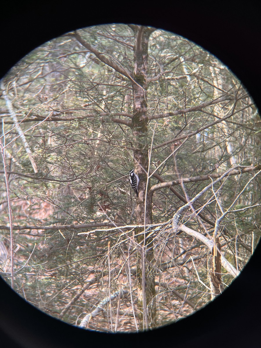 Hairy Woodpecker - ML617715497