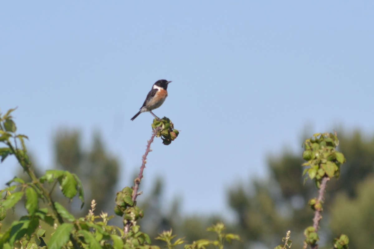 European Stonechat - ML617715501