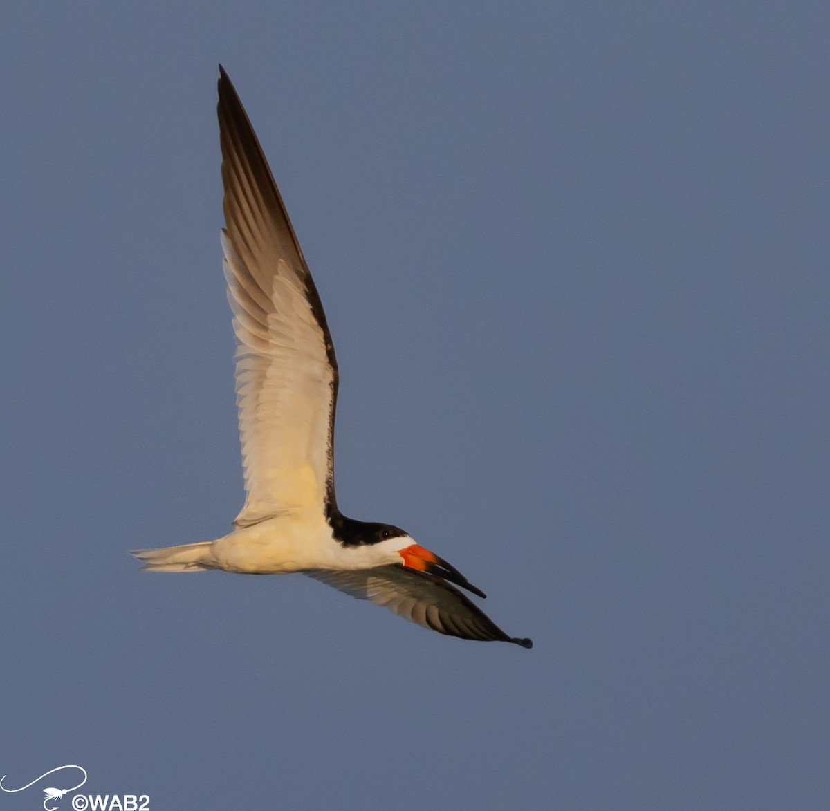 Black Skimmer - William Blodgett Jr.