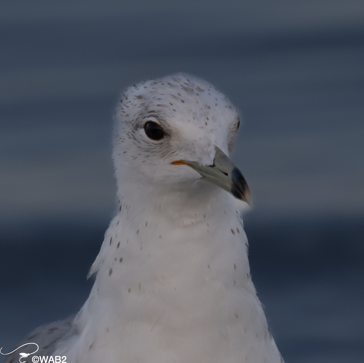 Ring-billed Gull - ML617715508