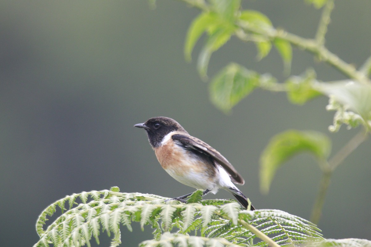 African Stonechat - James Apolloh ~Freelance Tour Guide