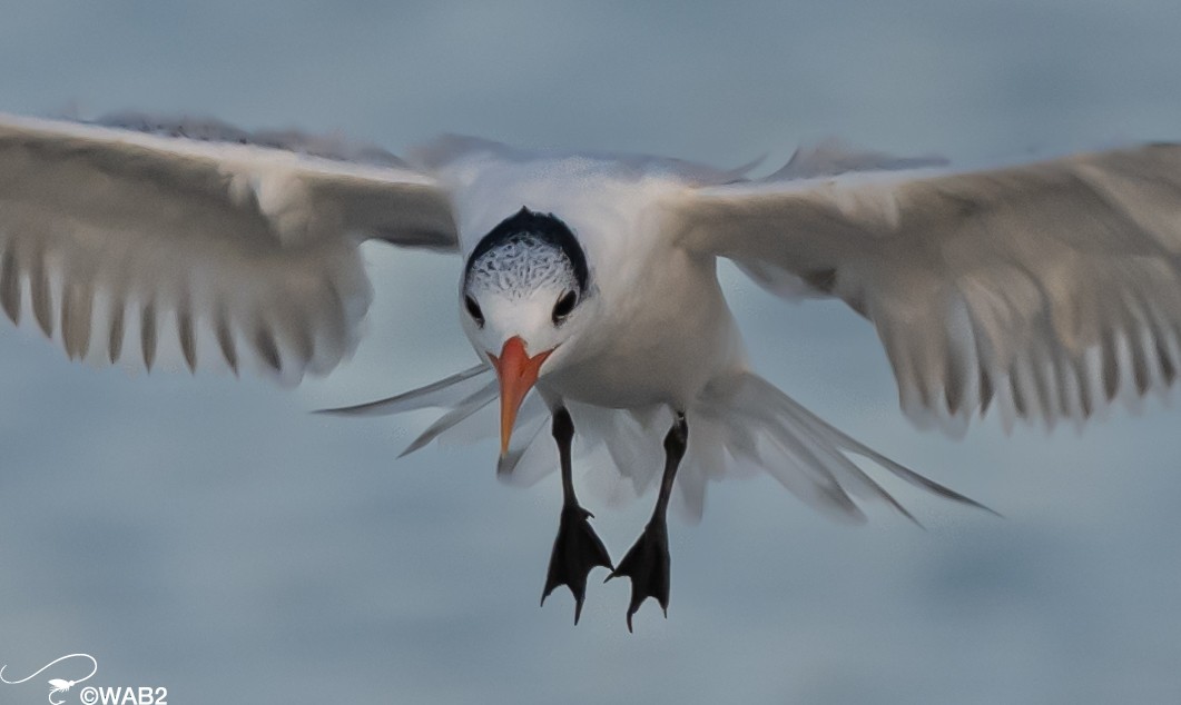 Royal Tern - William Blodgett Jr.