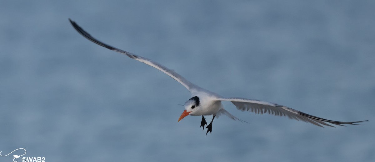 Royal Tern - ML617715523