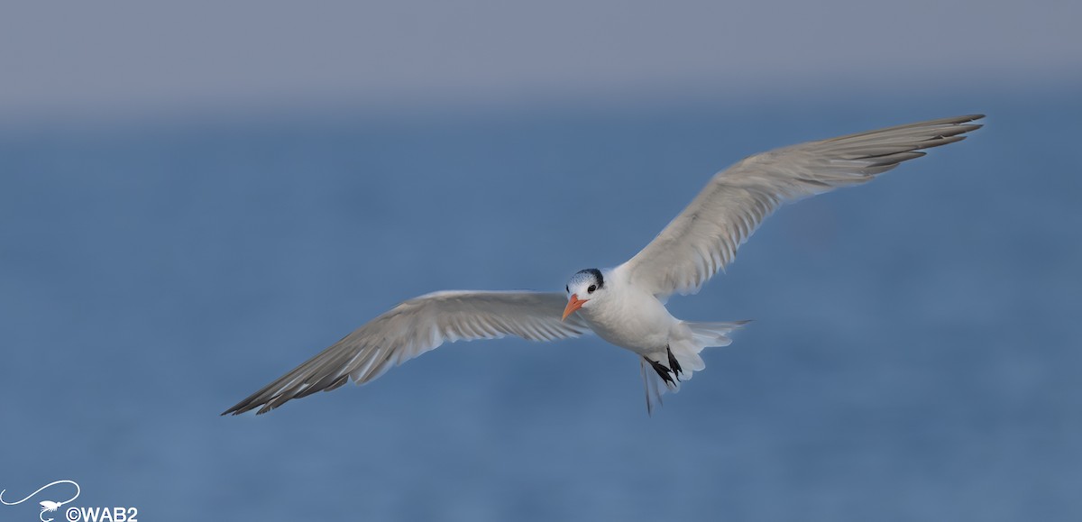 Royal Tern - ML617715525