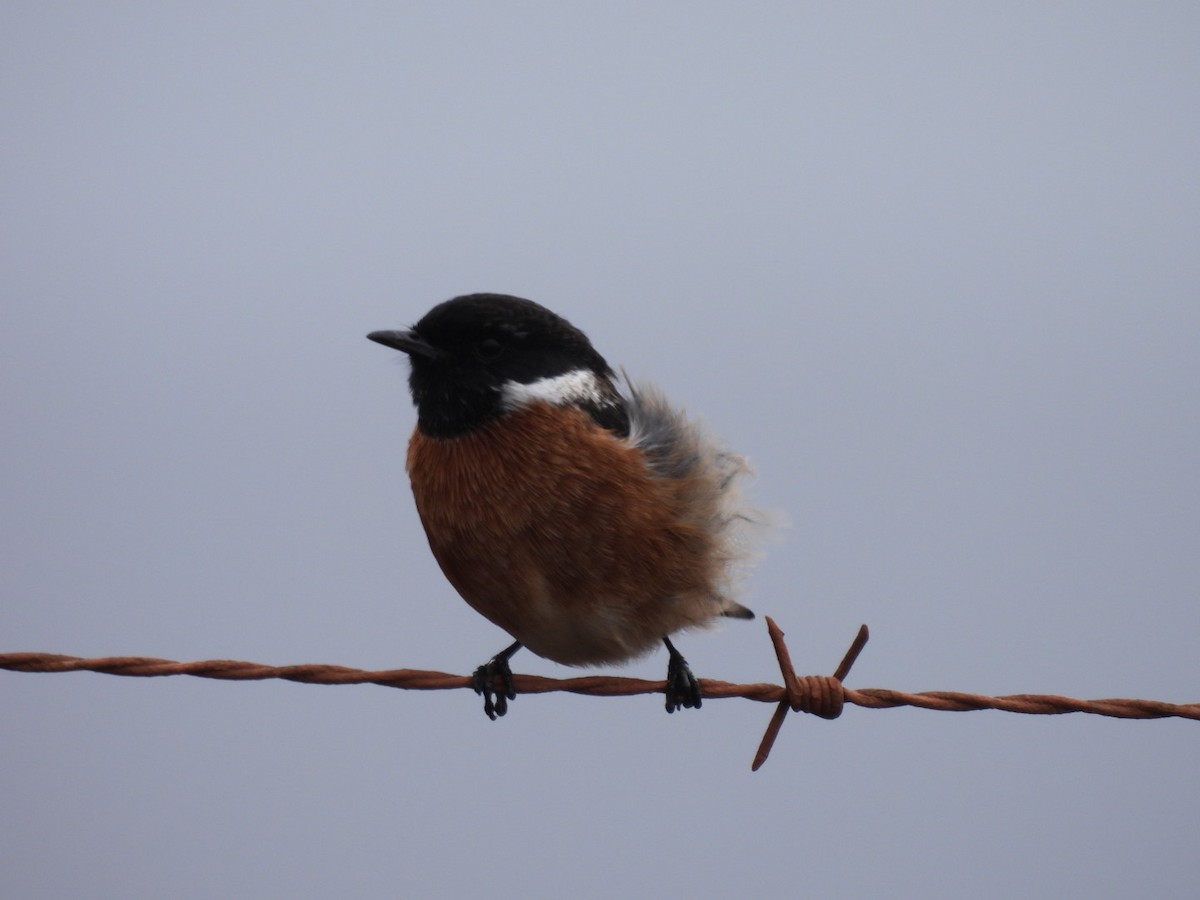 African Stonechat - Timothy Kasper