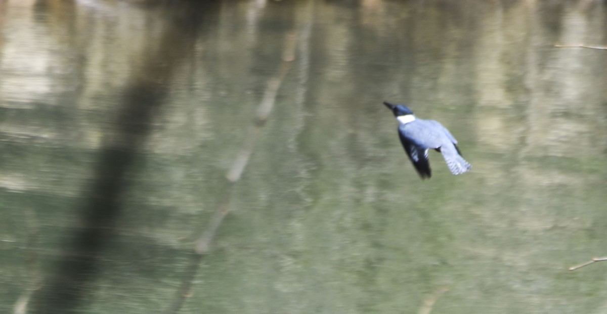 Belted Kingfisher - ML617715578